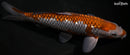 9.75" GINRIN OCHIBA SHIGURE