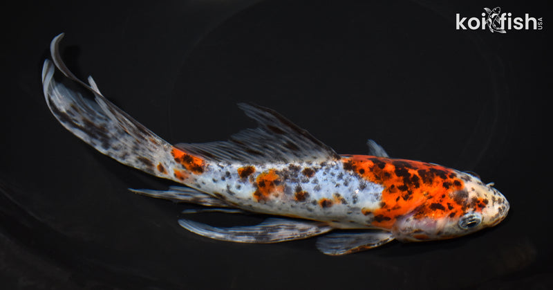 8.75" SHUBUNKIN GOLDFISH