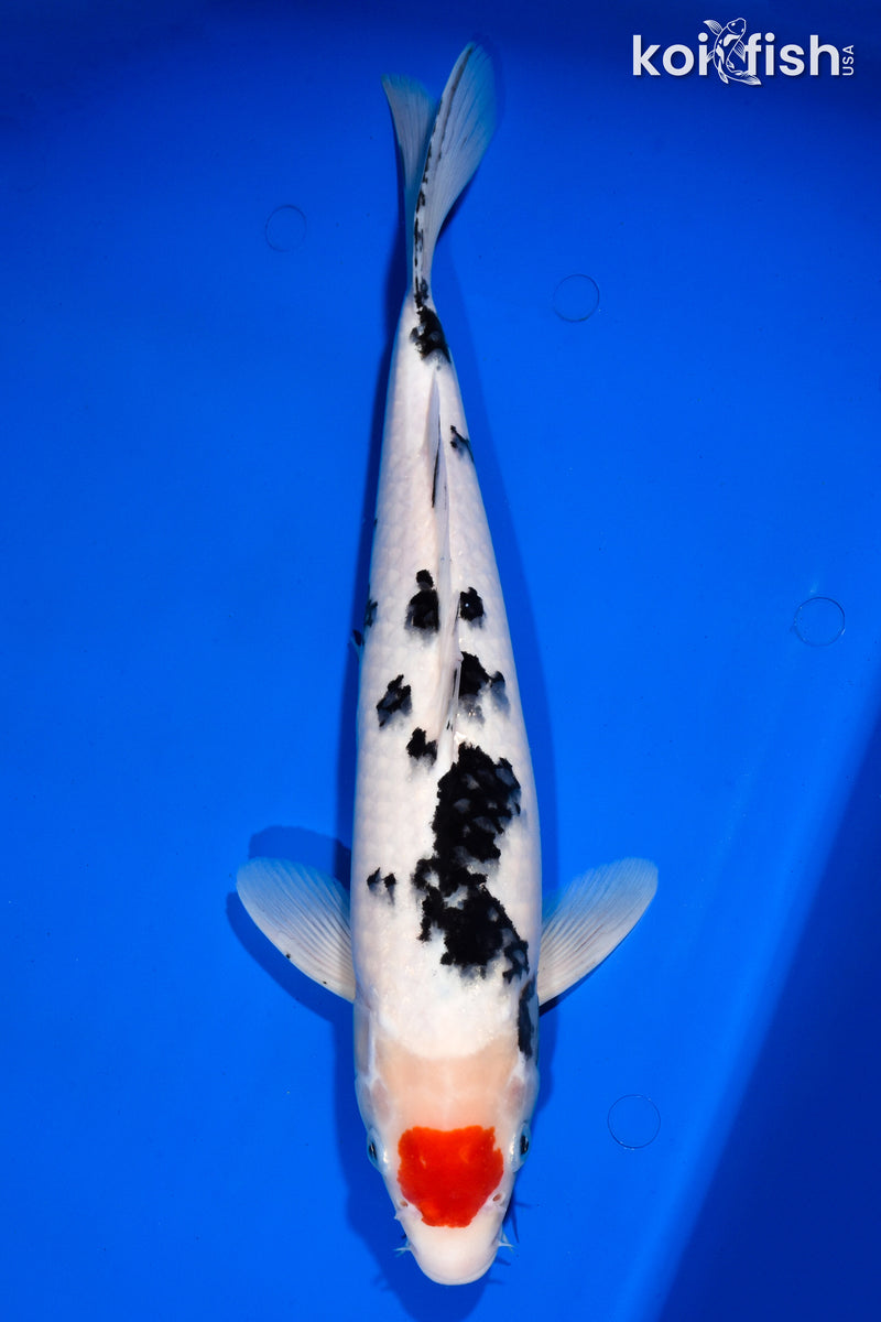 15.5" TANCHO SANKE
