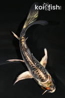 5" GINRIN BENI KIKOKURYU BUTTERFLY