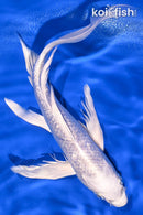9" GINRIN PLATINUM OGON BUTTERFLY