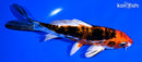6" HEISEI NISHIKI