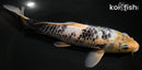 9.5" MATSUKAWABAKE