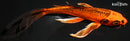 8.75" KIN ORENJI MATSUBA BUTTERFLY