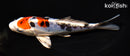 6.5" HEISEI NISHIKI
