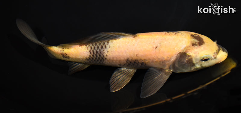 9.25" KI UTSURI