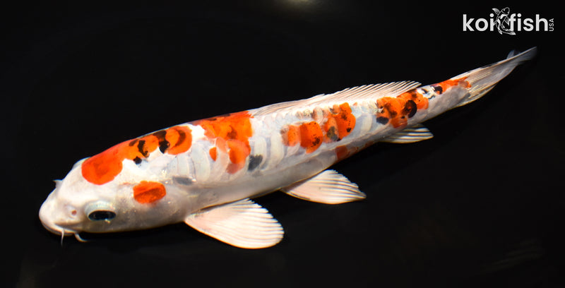 9.25" ARAGOKE HEISEI NISHIKI