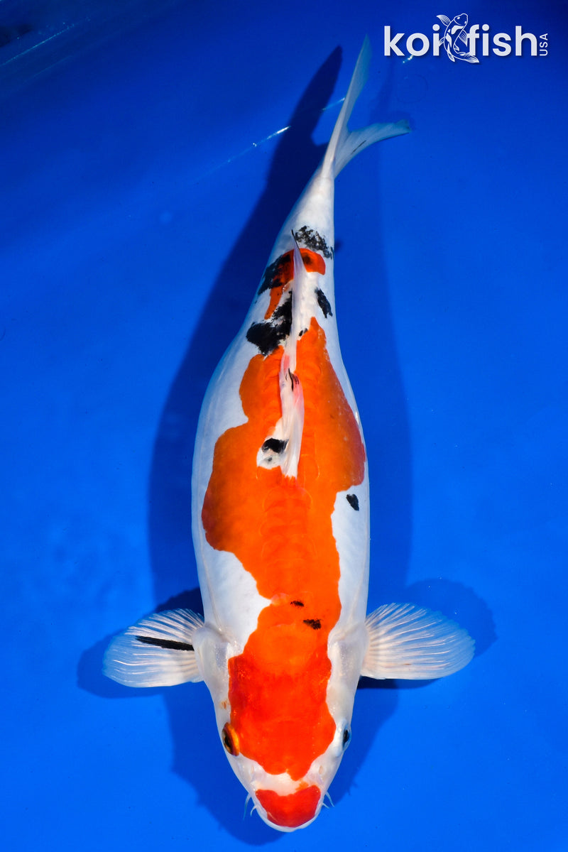 15" HEISEI NISHIKI