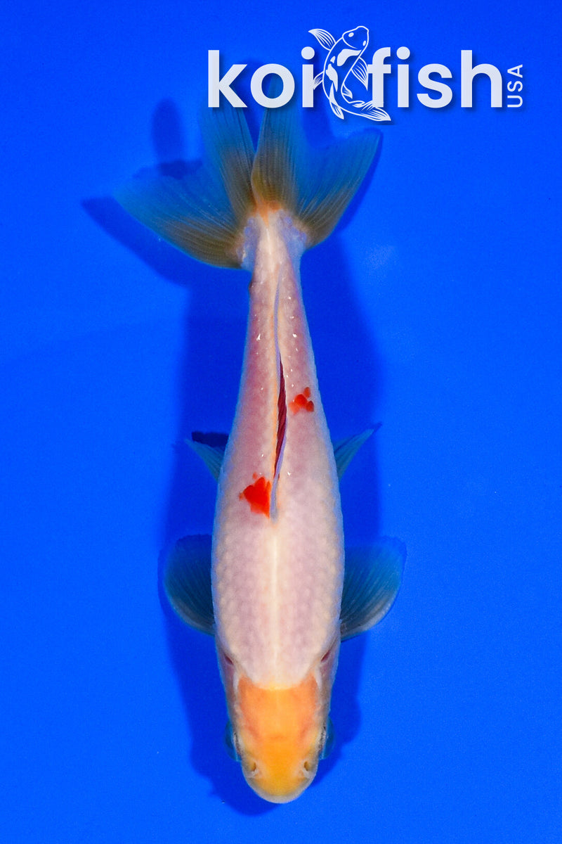 4.75" WAKIN GOLDFISH