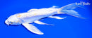 7.5" DOITSU LEMON HARIWAKE BUTTERFLY