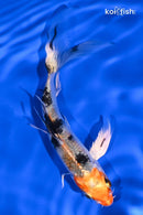 4.75" YAMATO NISHIKI BUTTERFLY