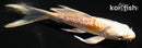 5.25" DOITSU LEMON HARIWAKE BUTTERFLY