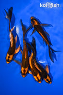 PACK OF (5) 5-6" KABUTO BUTTERFLY KOI