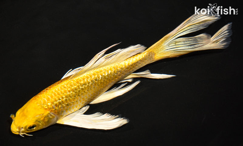 7.5" GINRIN YAMABUKI OGON BUTTERFLY