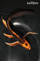 7.5" KIN ORENJI MATSUBA BUTTERFLY