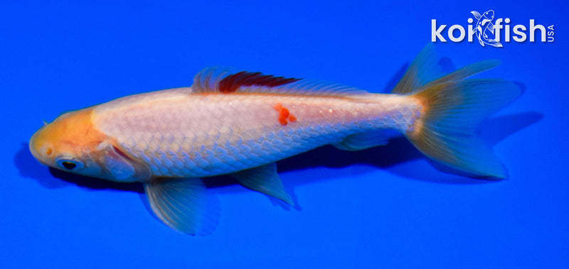 4.75" WAKIN GOLDFISH
