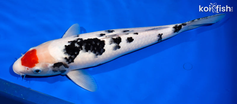 15.5" TANCHO SANKE