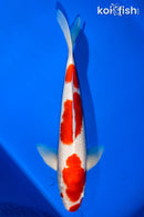 14.75" YONDAN KOHAKU