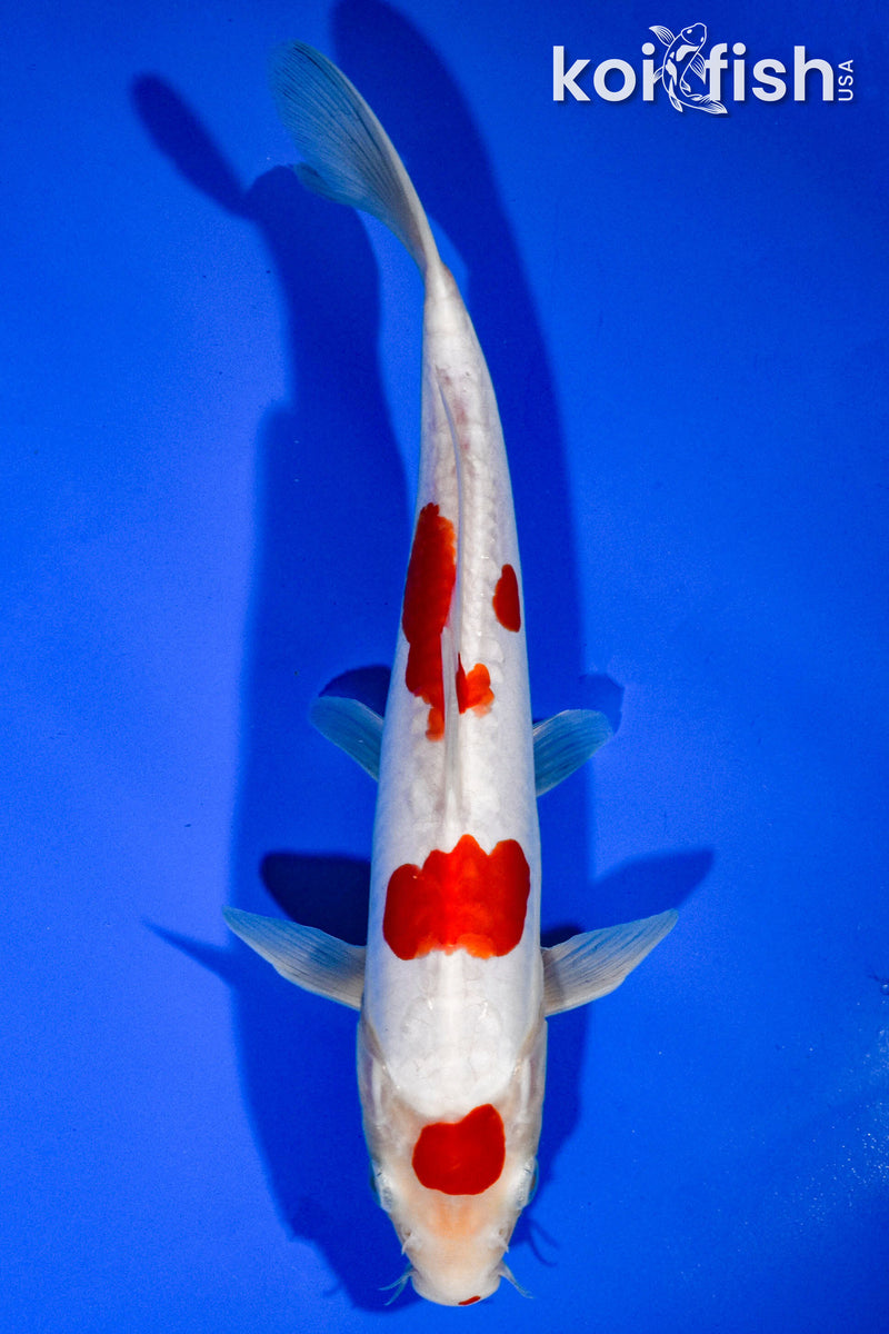 10" DOITSU KOHAKU