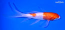 6.75" KOHAKU BUTTERFLY
