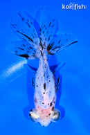5.25" CALICO TELESCOPE FANTAIL GOLDFISH