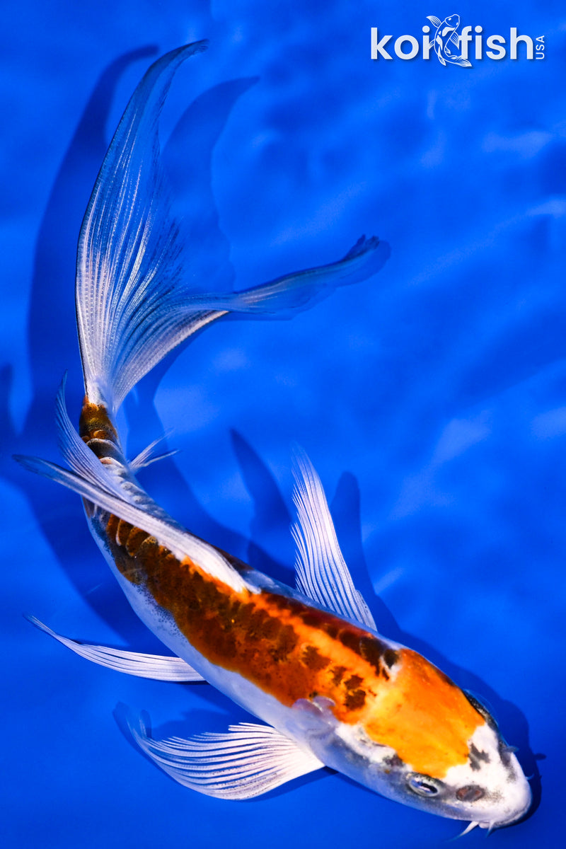 5.25" BENI KIKOKURYU BUTTERFLY