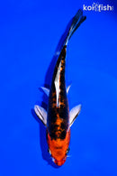 6" HEISEI NISHIKI