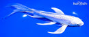 7.5" DOITSU LEMON HARIWAKE BUTTERFLY