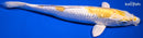 11.25" GINRIN LEMON HARIWAKE