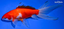 6.75" WATONAI GOLDFISH