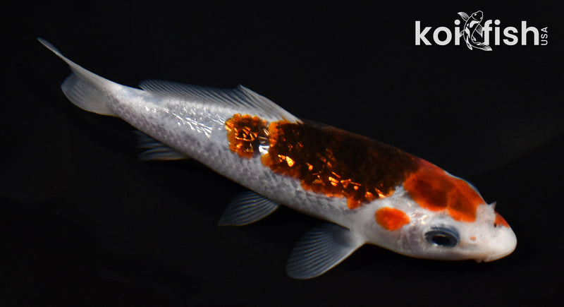 5.5" GINRIN GOROMO