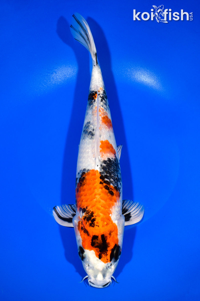 11.5" KIN SHOWA