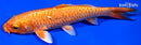 6.5" GINRIN DOITSU ORENJI OGON