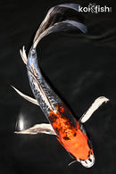 11" BENI KIKOKURYU BUTTERFLY