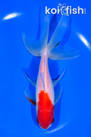 6.25" SARASA WATONAI GOLDFISH