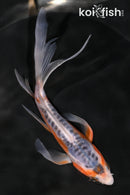 5.5" HI SHUSUI BUTTERFLY