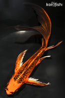 9.5" KIN ORENJI MATSUBA BUTTERFLY