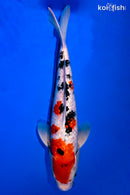 13" GINRIN SANKE