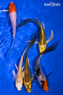 PACK OF (5) 4.25-5" BUTTERFLY KOI