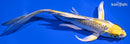 7.5" KUJAKU BUTTERFLY