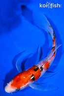 7" GINRIN SANKE BUTTERFLY