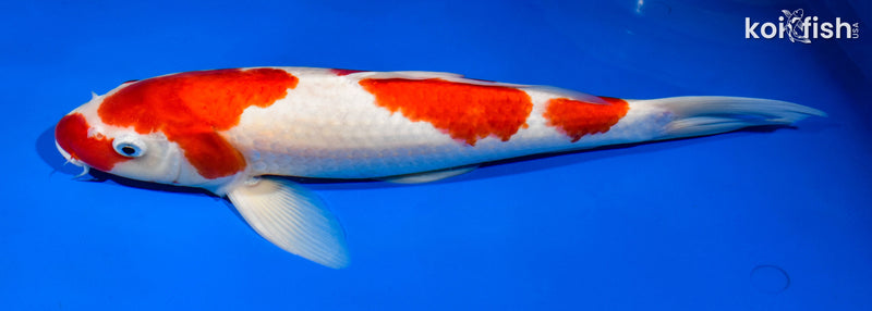 14.75" YONDAN KOHAKU