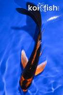 5.5" ORENJI MATSUBA BUTTERFLY