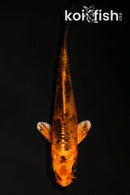 4.25" KIN ORENJI MATSUBA