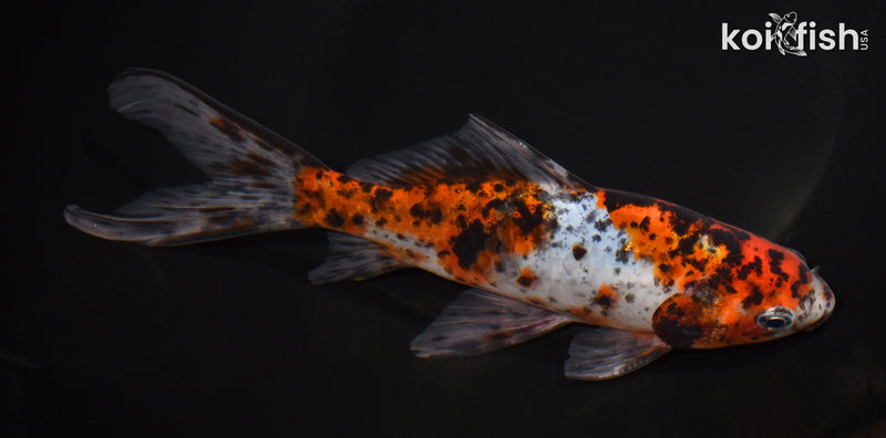 7.5" SHUBUNKIN GOLDFISH