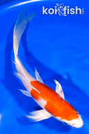 8" HARIWAKE BUTTERFLY