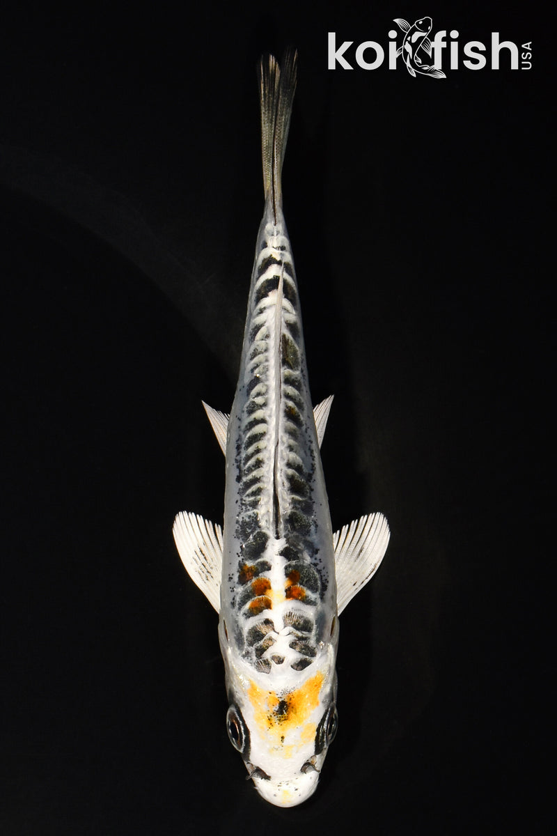 5.25" KIN KIKOKURYU