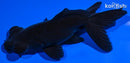 4.75" TELESCOPE FANTAIL GOLDFISH