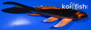 5.5" ORENJI MATSUBA BUTTERFLY