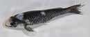 6.5" BENI MATSUKAWABAKE